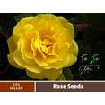 thumbnail image 1 of 30 Rare Seeds| Yellow Rose Rosa Bush Shrub Perennial Flower Seeds |BUY 4 GET 1 FREE|, 1 of 2