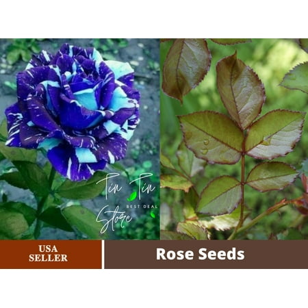 30 Rare seed-Blue Dragon Rose Bush#1082-Authentic Seeds-Flowers-Seeds-Rose seeds-Herb seeds-Vegetable Seeds-Mix Seeds for Plant- B3G1