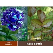 30 Rare seed-Blue Dragon Rose Bush#1082-Authentic Seeds-Flowers-Seeds-Rose seeds-Herb seeds-Vegetable Seeds-Mix Seeds for Plant- B3G1