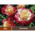 thumbnail image 1 of 30 Rare seed-Double Delight Rose Bush#1088-Authentic Seeds-Flowers-Seeds-Rose seeds-Herb seeds-Vegetable Seeds-Mix Seeds for Plant- B3G1, 1 of 3