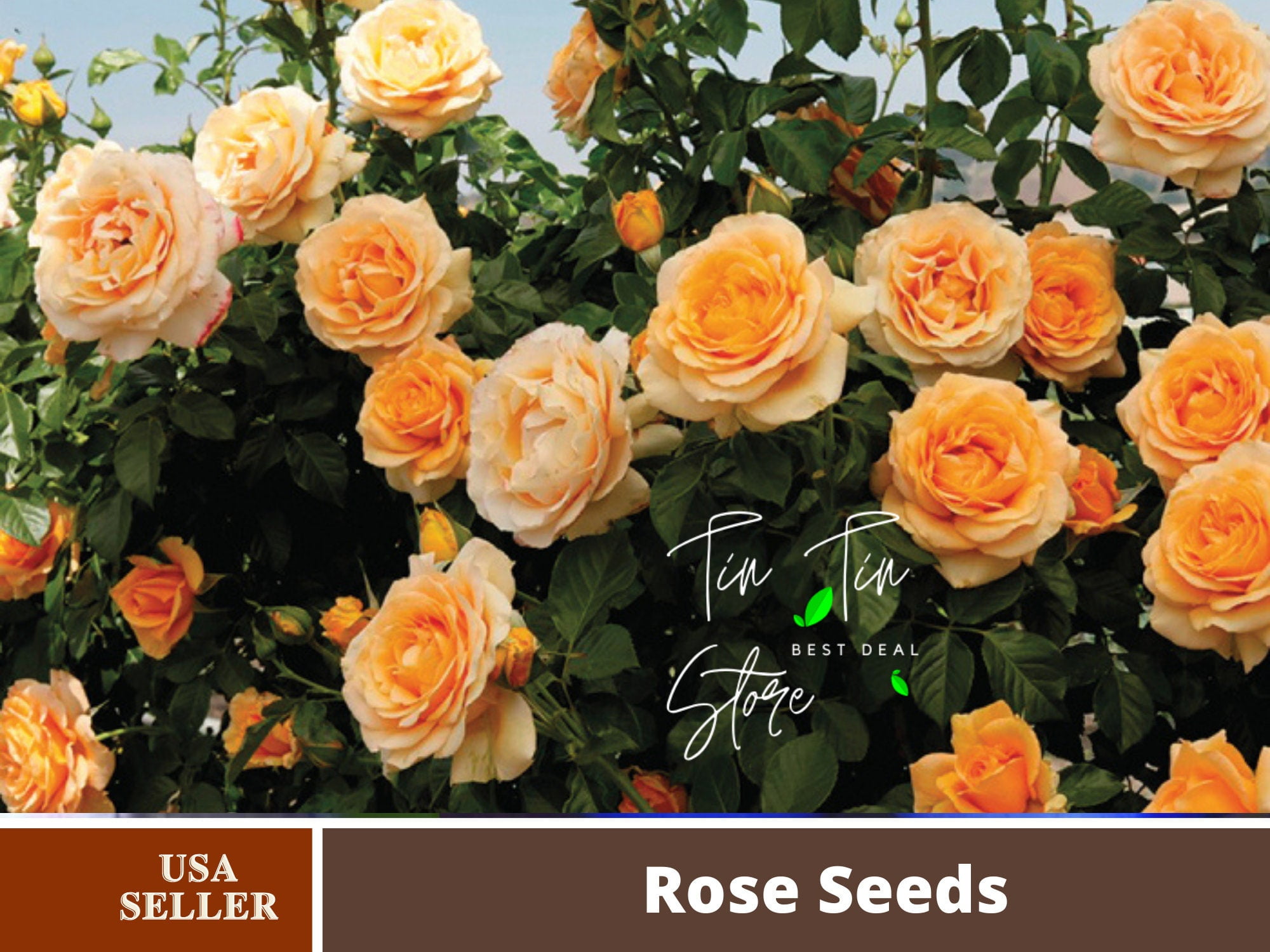 30 Rare seed Orange Climbing Rose Perennial Flower Seeds1105BUY 4
