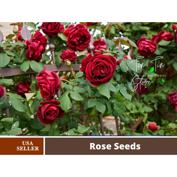 30 Rare seed-Red Climbing Rose Seed Flower#1102-Authentic Seeds-Flowers Seeds-Rose seeds-Herb seeds-Vegetable Seeds-Mix Seeds for Plant-B3G1
