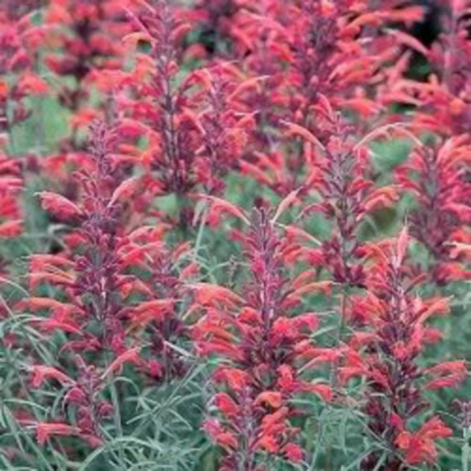 Humming Mint 30 Red AGASTACHE HEATHER QUEEN Hummingbrid Mint Hyssop Flower Herb ...