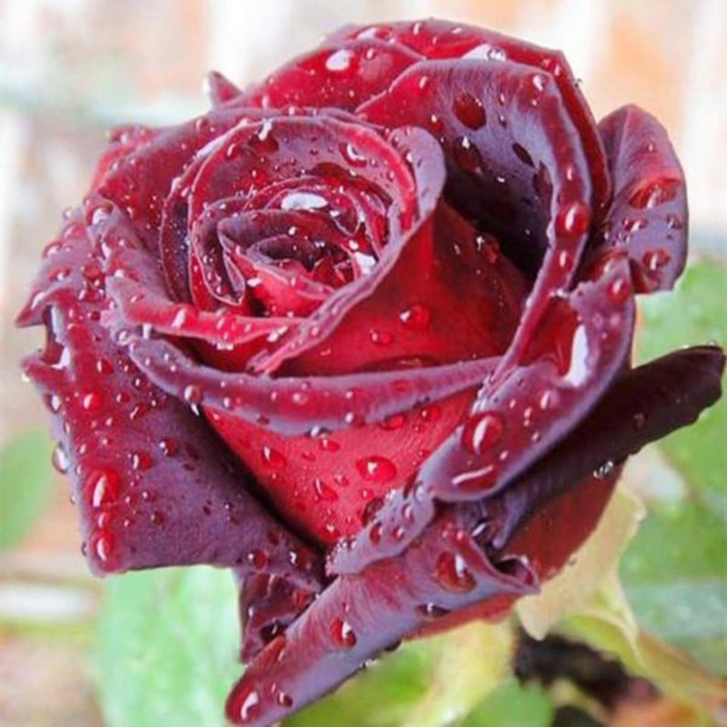 30 Red Black Rose Seeds, Perennial