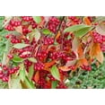 thumbnail image 1 of 30 Red Chokeberry Seeds for Planting - Aronia arbutifolia - Aronia Berry Tree, 1 of 3