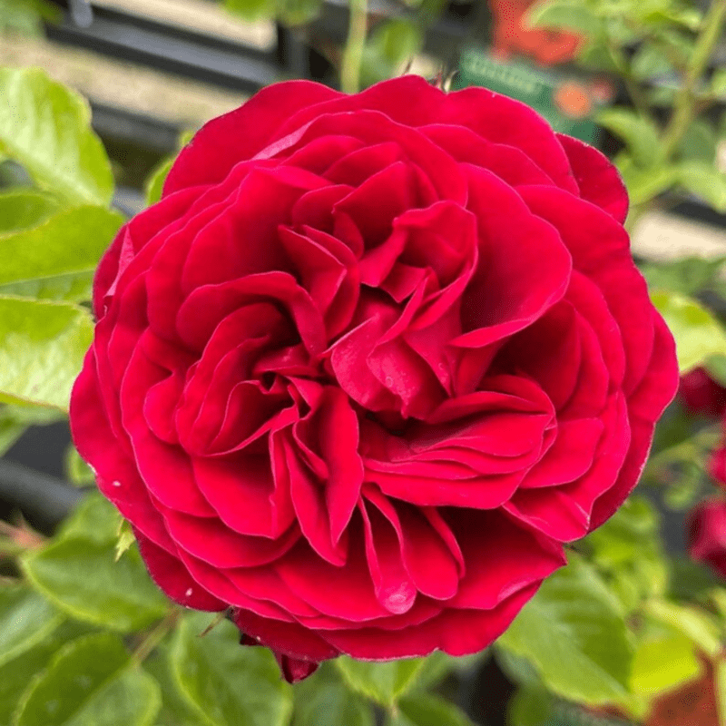 30 Red Climbing Rose Seeds, Perennial