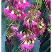 30 Red Ironbark Tree Seeds for Planting - Eucalyptus Sideroxylon