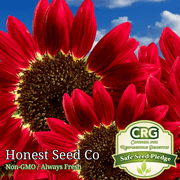 30+ Red Sun Sunflower Seeds for Planting | Heirloom | Non-GMO | Garden Seeds USA