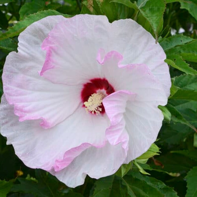 30 Rose Mallow Hibiscus Flower Seeds Perennial Variety Blooms Easy to Grow Non- Pollinator-Friendly