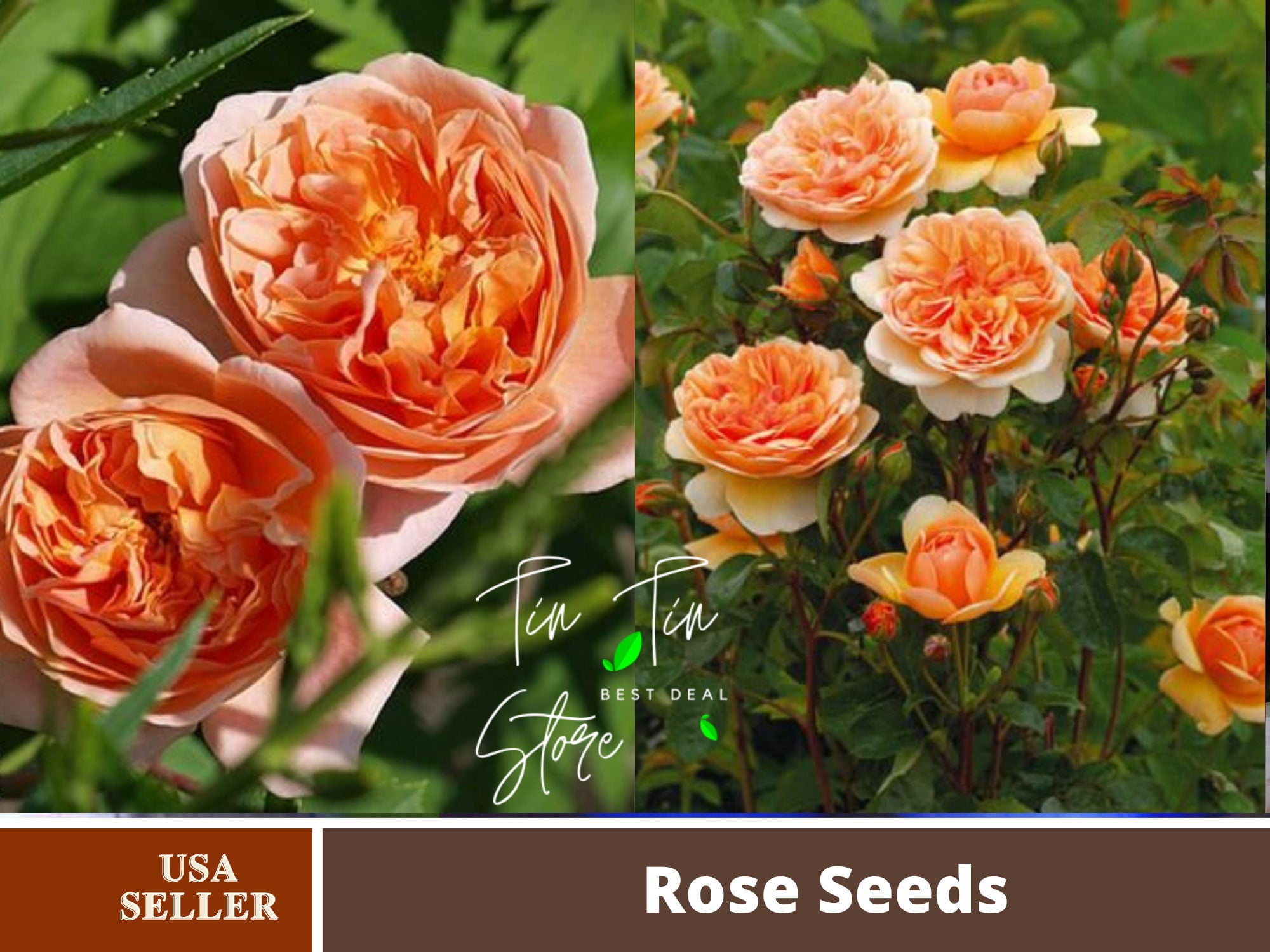 30 Rose Seeds Tea Clipper Rose Bush Flower Seeds Rose Vegeteble