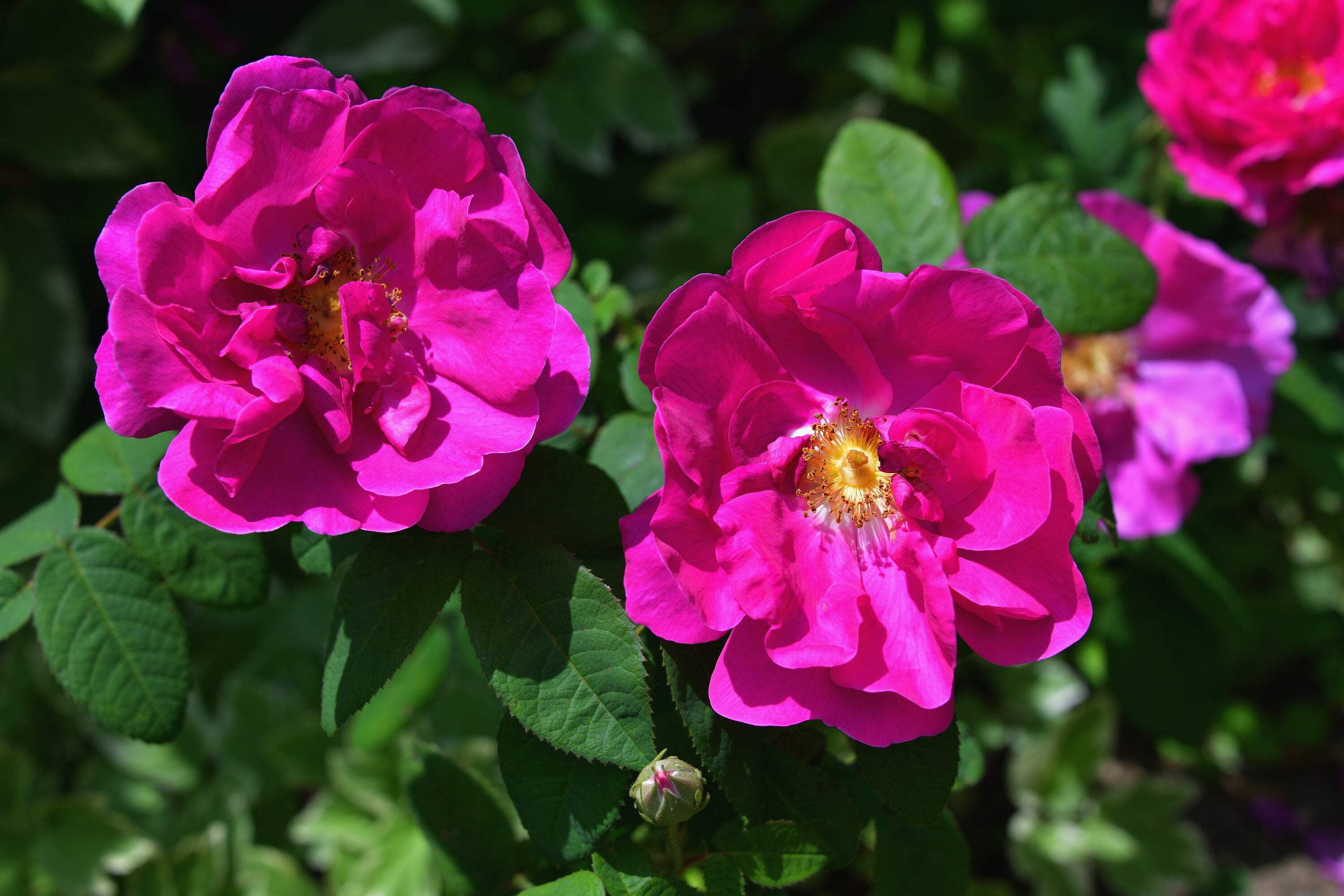 Fragrant Rugosa Roses 30 * SEEDS * JAPANESE RED ROSE Bush Rosa Rugosa Rubra Rugrose Fragrant ...