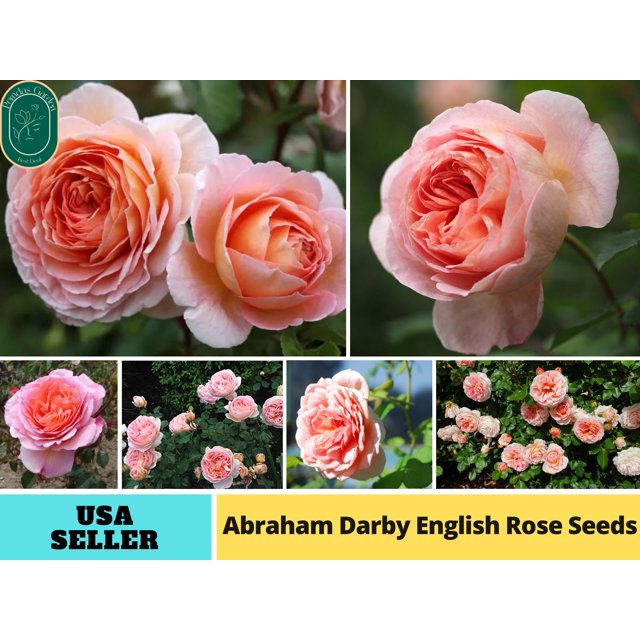 30+ Seeds Abraham Darby Pink English Flower Rose Seeds Authentic