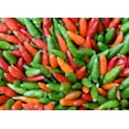 thumbnail image 1 of 30 Seeds BIRDS Eye CHILI PEPPER (Chiltepin Pepper) Capsicum Frutescens Vegetable Seeds, 1 of 11