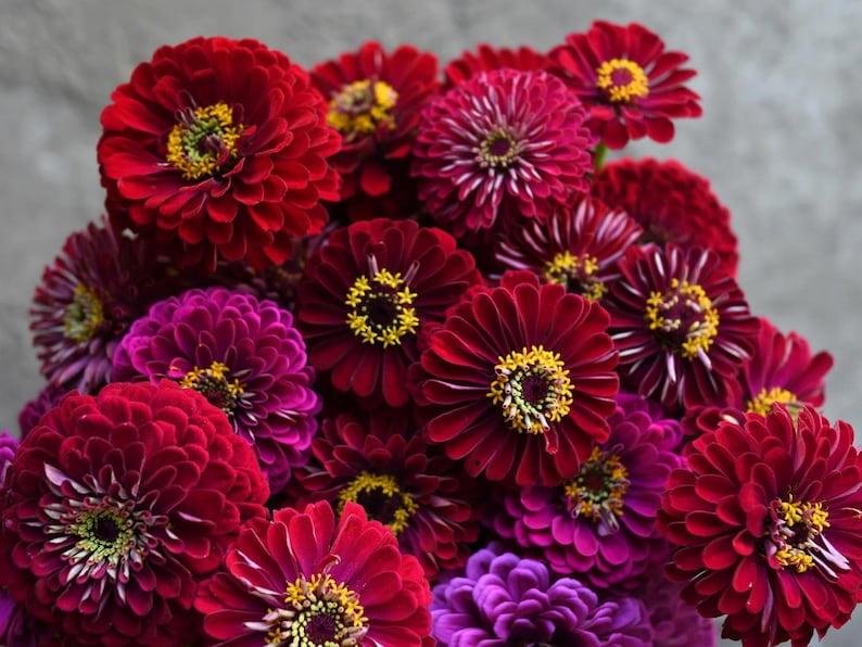 30 Seeds - Benary's Giant Deep Red Zinnia Seeds - Flower Seeds for Planting - Zinnia Mix
