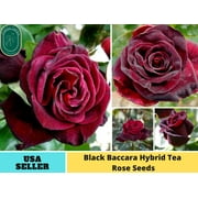 30+ Seeds| Black Baccara Hybrid Flower Rose Seeds - Authentic Seeds - PerennialGMO FreeFlower seeds  Asian Garden Herbs B5G1#1050