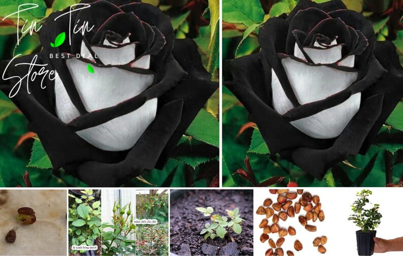 30 Seeds Black Heart White Rose Perennial Non- Mix for Garden Planting