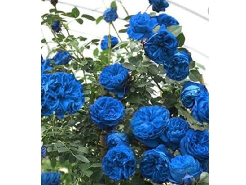 30 Seeds Blue Climbing Rose Seeds Perennial Mix Seeds Late Winter to Early Spring Planting Time