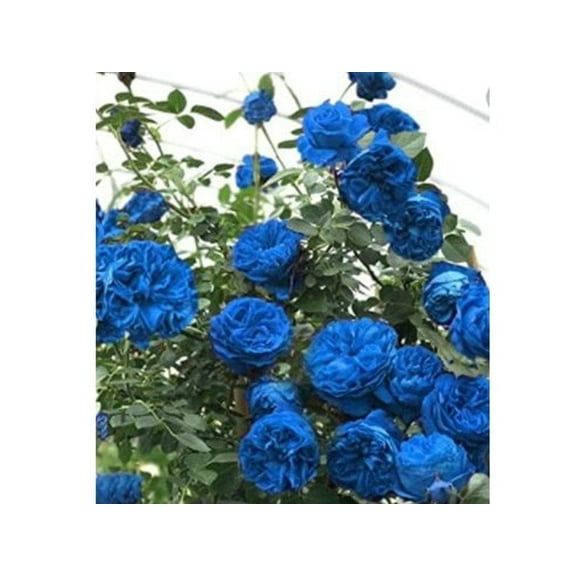 30 Seeds Blue Climbing Rose Seeds Perennial Mix Seeds Late Winter to Early Spring Planting Time