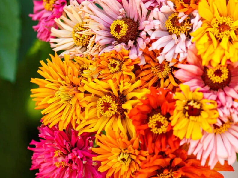 30 Seeds - Burpeeana Mix Zinnia Seeds - Zinnia - Open-Pollinated Flower Seeds for Planting