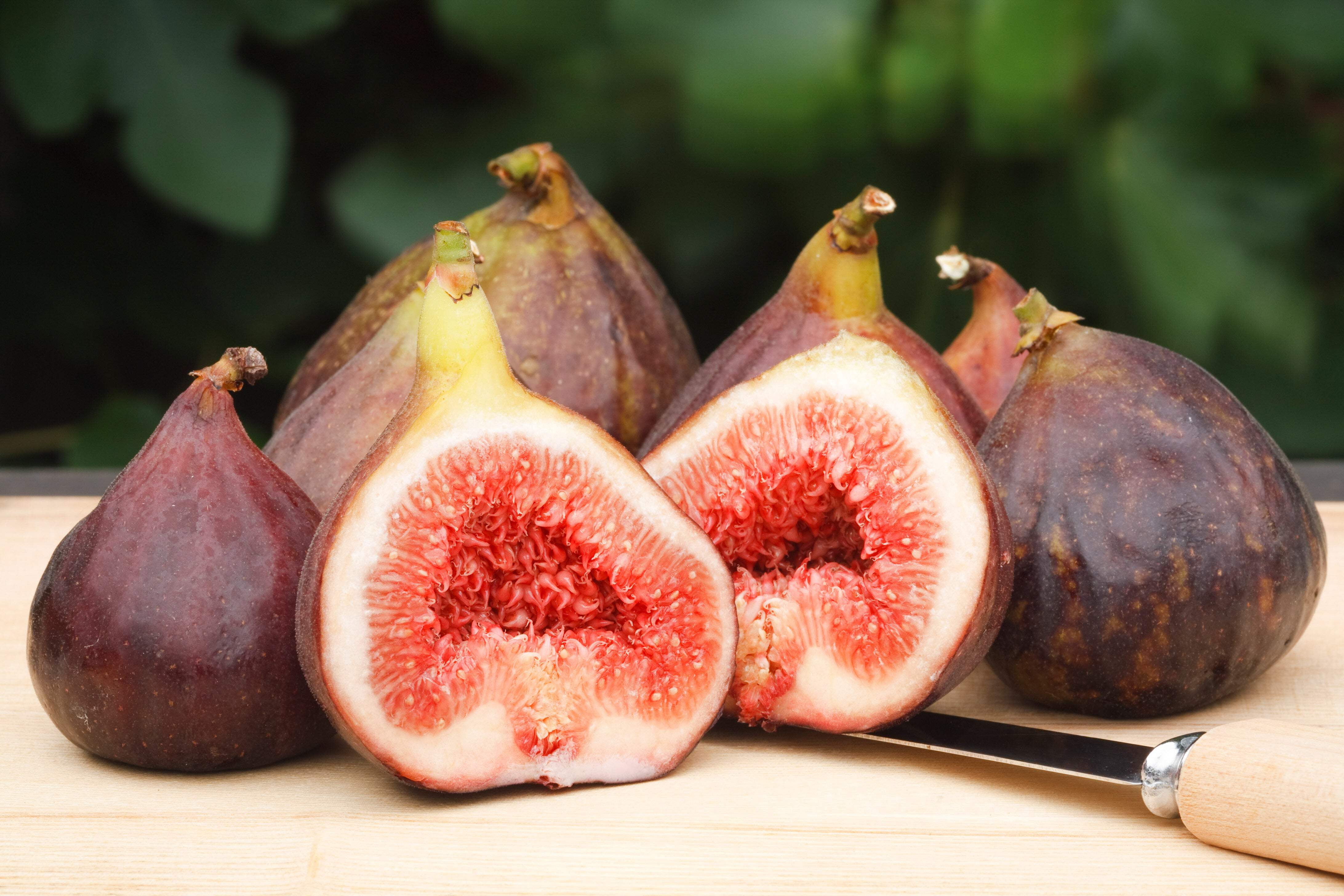 30 Seeds COMMON Edible FIG TREE Ficus Carica Purple Brown Skin Pink ...