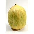 thumbnail image 1 of 30 Seeds CRENSHAW MELON ( Muskmelon / Winter Melon / Cranshaw ) Cucumis Melo Fruit Seeds, 1 of 5