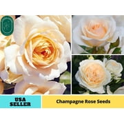 30+ Seeds|Champagne Rose Perennial Flower - Authentic Seeds - PerennialGMO FreeFlower seeds  Asian Garden Herbs B5G1#1104
