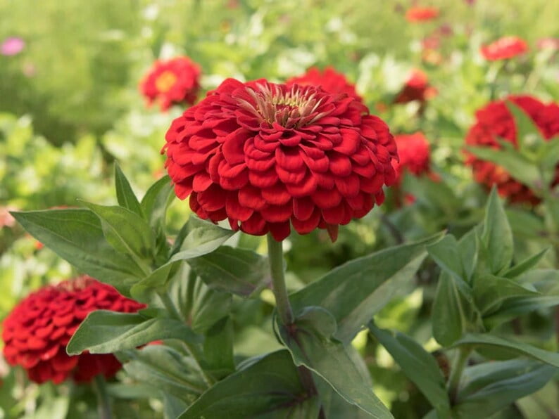 30 Seeds Cherry Queen Zinnia , Drought and Dormant Plant, Open-Pollinated Zinnia Flowers