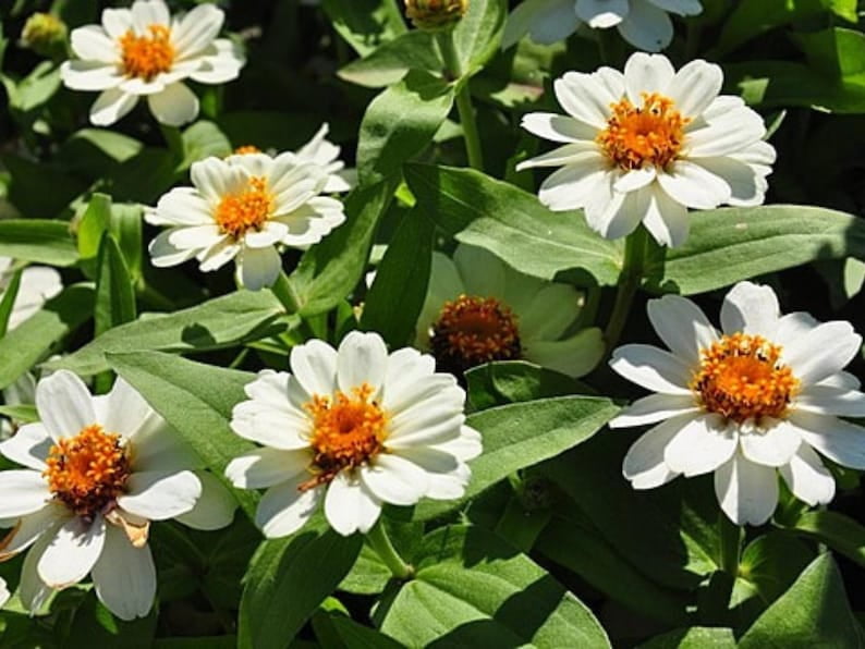 30 Seeds Crystal White Zinnia angustifolia - Open-Pollinated Flower Seeds for Planting