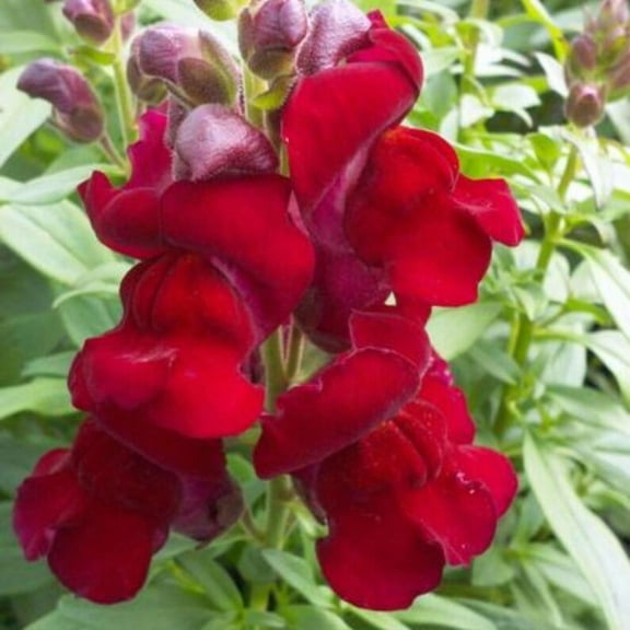 30 Seeds DoubleShot Crimson Red Snapdragon Cold Attracts Pollinators Open-Pollinating Plant Before or After Frost