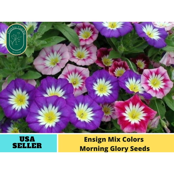 30+ Seeds| Ensign Mix Morning Glory Seeds - Authentic Seeds - Perennial~ GMO Free ~ Flower seeds~ seeds~ Asian Garden~ Herbs B5G1#F015
