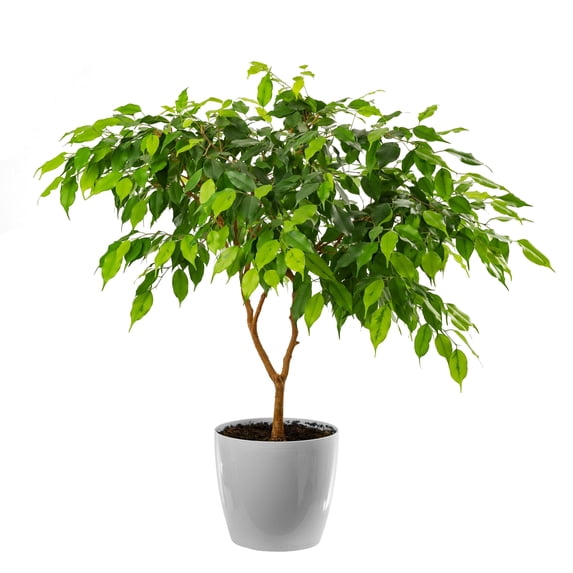 30 Seeds FICUS TREE (Bodhi / Sacred Fig / Bo Tree / Pipal) Ficus Religiosa