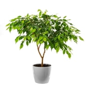 30 Seeds FICUS TREE Bodhi / Sacred Fig / Bo Tree / Pipal Ficus Religiosa