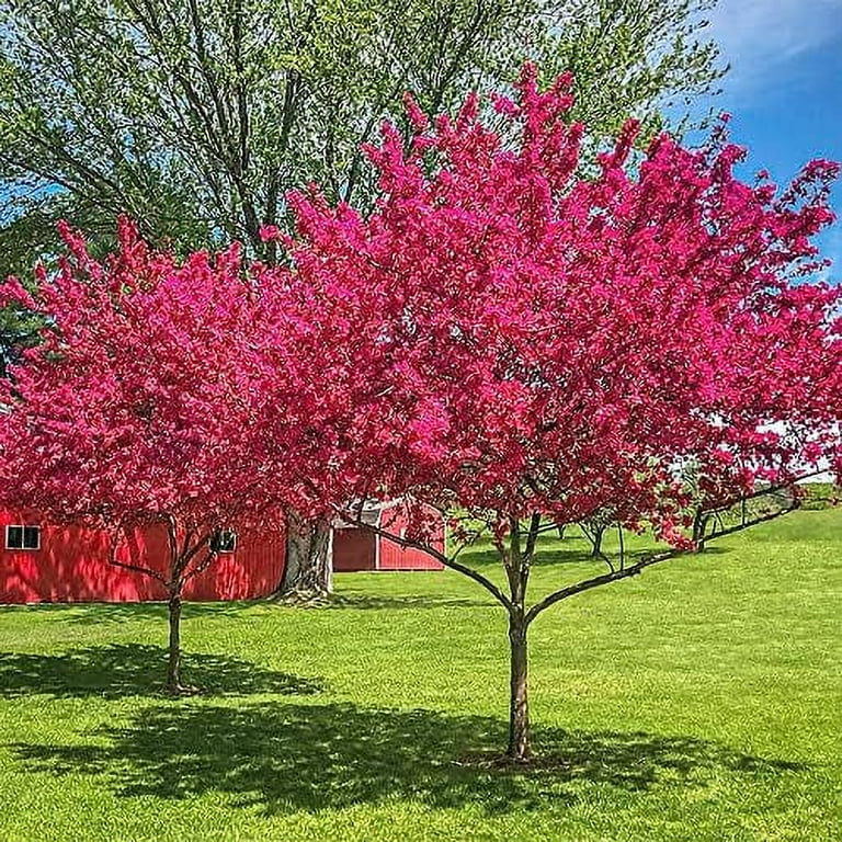 Prairifire Flowering Crabapple Growth Rate Best Flower Site