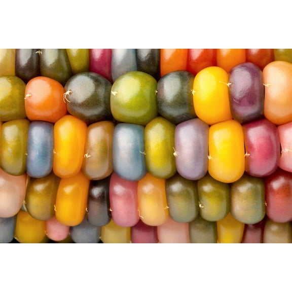 30 Seeds GLASS GEM CORN Mixed Colors Ornamental Edible Zea Mays Heirloom Vegetable Seeds