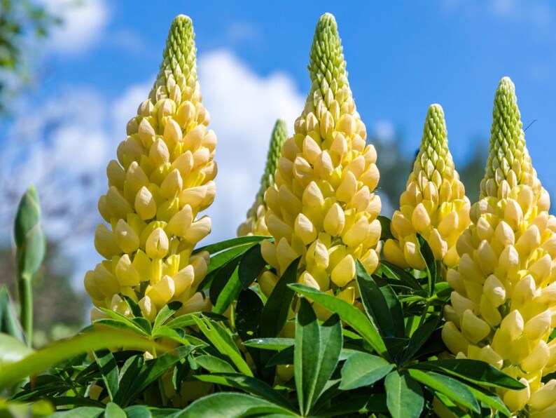 30 Seeds - Gallery Yellow Lupine Seeds for Pollinator Bees & Butterflies - Lupinus polyphyllus - Wildflower Gardening