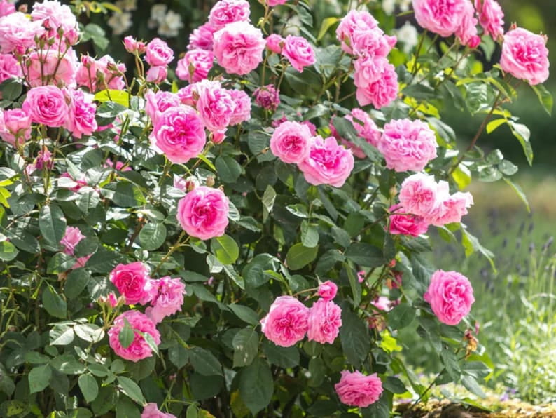 30 Seeds Gertrude Jekyll Climbing Rose Seeds Perennial Non- Mix for Late Winter to Early Spring Planting