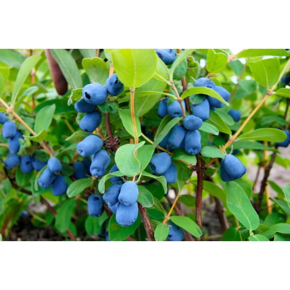 30 * Seeds HONEYBERRY Blue Honeysuckle Lonicera Caerulea Edible Fruit Shrub Seeds