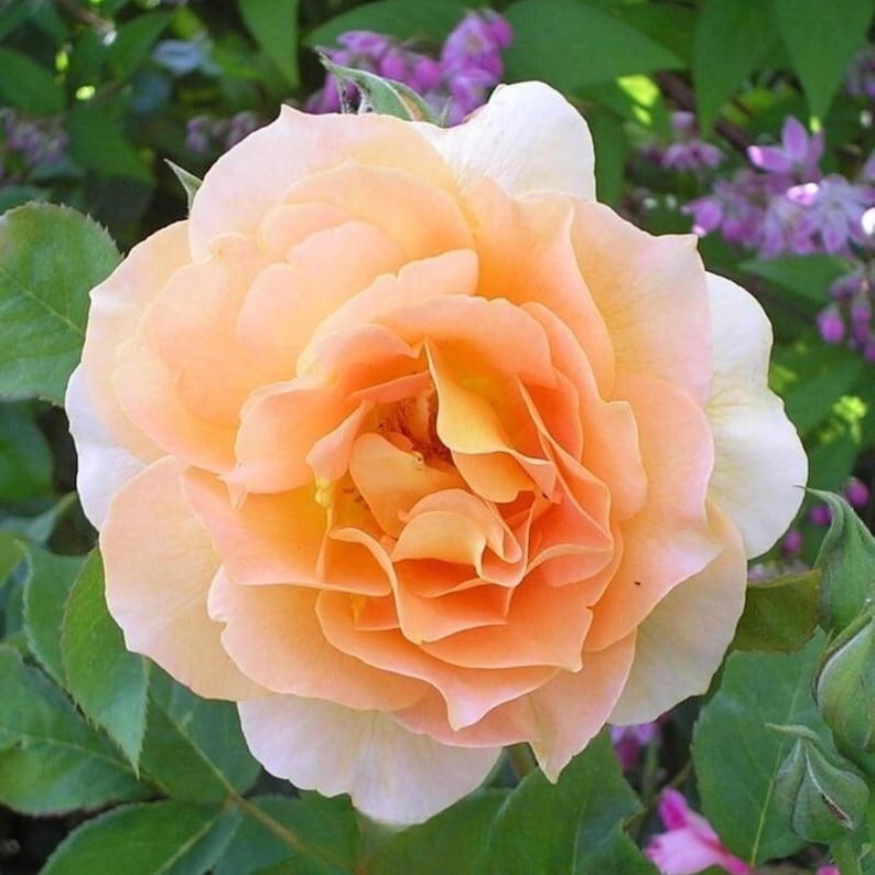 30 Honey Rose Seeds, Perennial Flower Mix, for Late Winter to Early Spring Planting