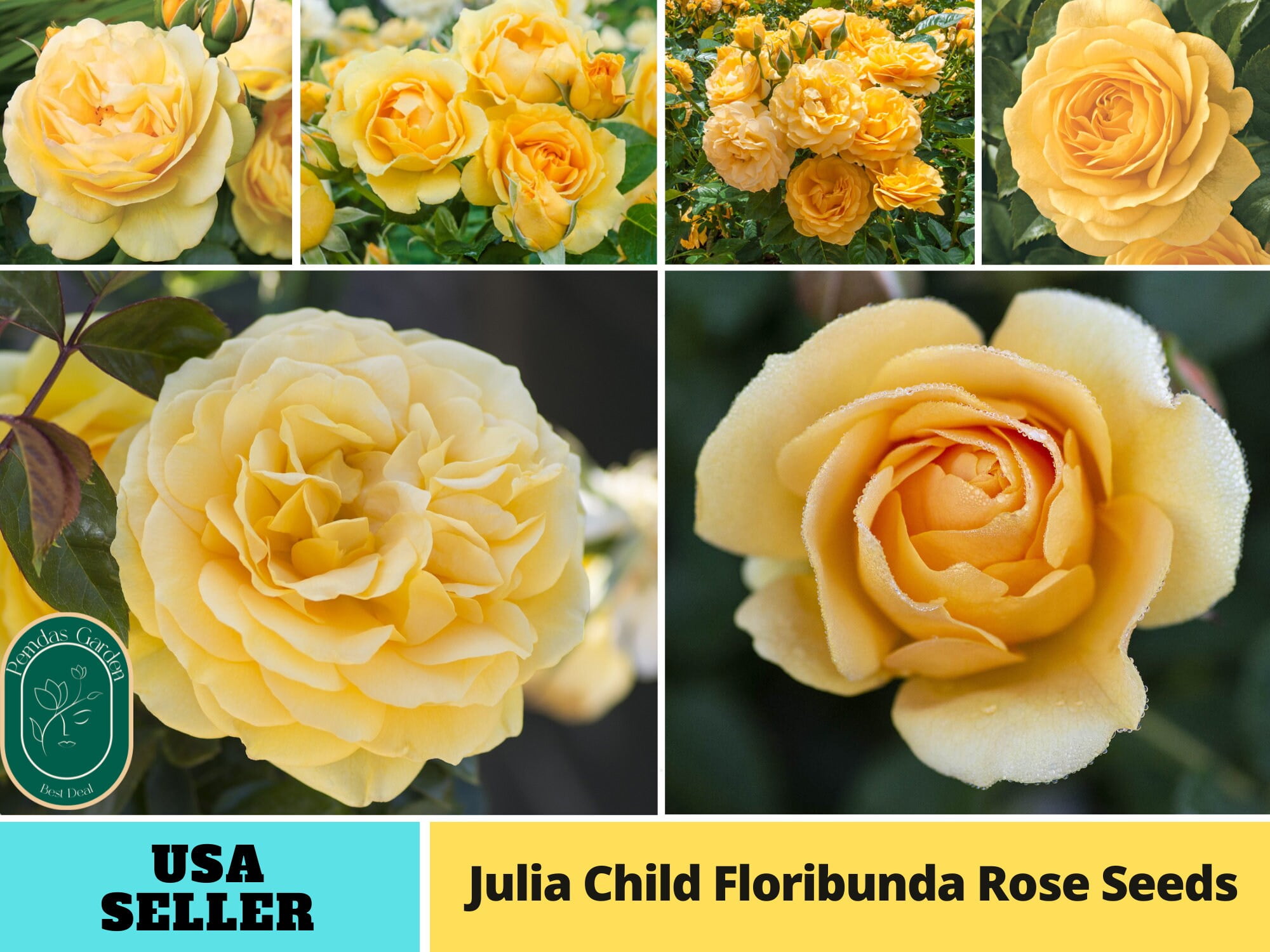 30 +Seeds| Julia Child rosa floribunda rose Flower,- Authentic Seeds ...