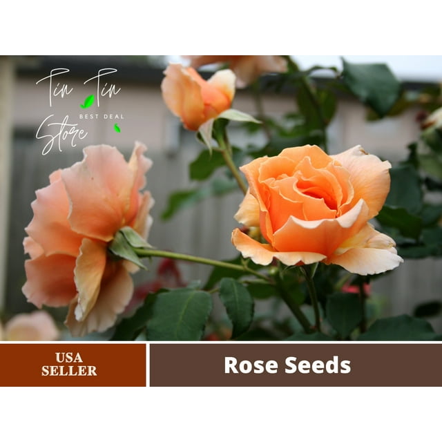 30 Seeds Just Joey Rose Bush Flower Seeds1048 BUY 4 GET 1 FREE