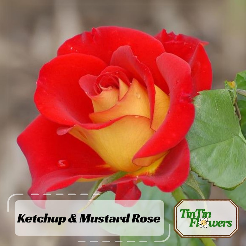 30 Seeds Ketchup & Mustard Rose Seeds Perennial Mix for Late Winter to Early Spring Planting