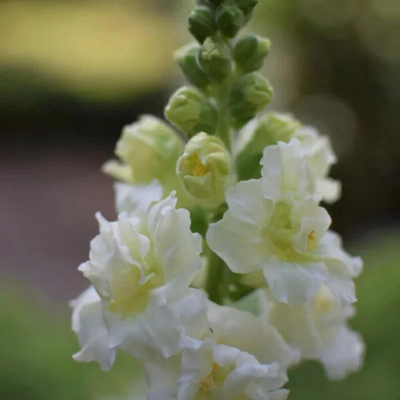 30 Seeds Madame Ivory Snapdragon Cold Attracts Pollinators Cottage Border Garden Antirrhinum Majus