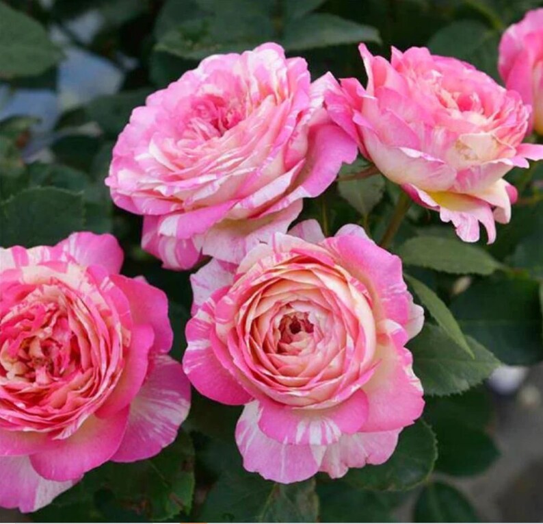 30 Seeds Marc Chagall Floribunda Rose Seeds Perennial Non- Garden Planting Late Winter Early Spring
