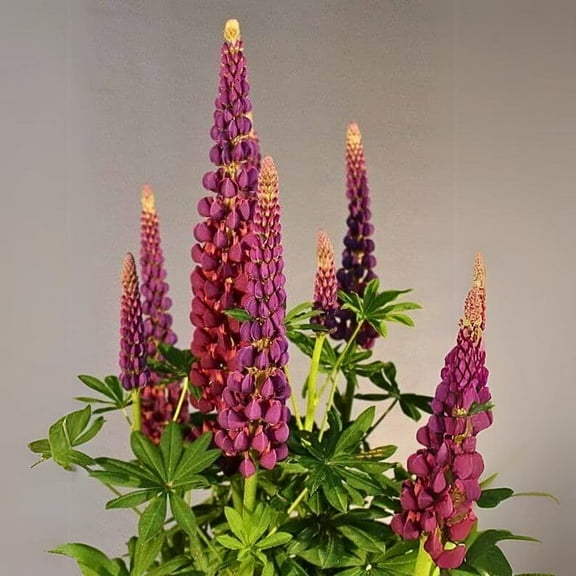 30 Seeds Masterpiece Lupine Seeds Lupinus Heirloom Flower Native Wildflower Pollinator Friendly Perennial