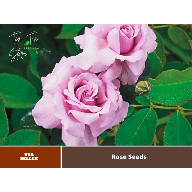30 Seeds| Memorial Day rose (Pink Hybrid Tea Rose) seeds #1403 |BUY 4 GET 1  FREE|