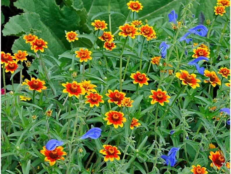 30 Seeds Mexican Zinnia - Zinnia Flower Seeds - Bright Blooming Annuals - Heat Tolerant Flowers