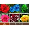 thumbnail image 1 of 30 Seeds| Muti- color Mix Rose Seeds#1060-Authentic Seeds-Flowers-Seeds-Rose seeds-Herb seeds-Vegetable Seeds-Mix Seeds for Plant- B3G1, 1 of 4