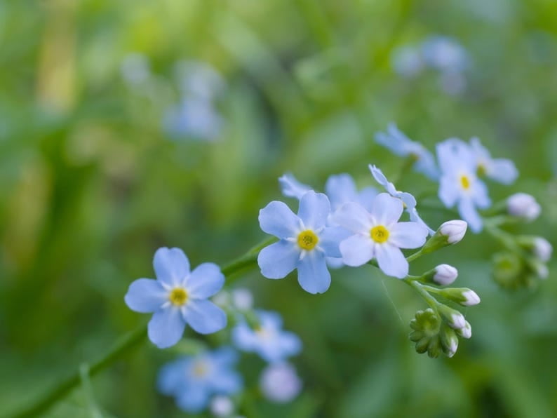 30 Seeds Myosotis scorpioides Water Forget-Me-Not Open-Pollinated Flower Seeds Bee Friendly Attracts Butterflies