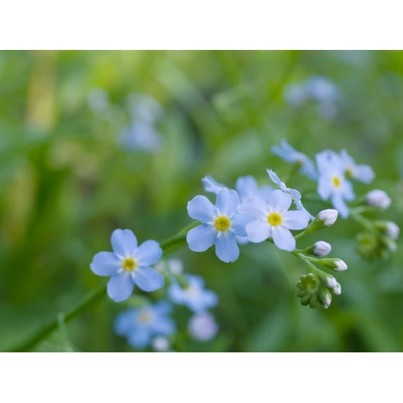 30 Seeds Myosotis scorpioides Water Forget-Me-Not Open-Pollinated Flower Seeds Bee Friendly Attracts Butterflies