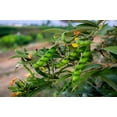 thumbnail image 1 of 30 Seeds PIGEON PEA Dhal Gungo Puerto Rico Bean Cajanus Cajan Vegetable Seeds, 1 of 11
